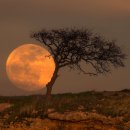 블루문(Blue Moon) 티스토리