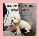 영희와바둑이 애견미용샵 이미지