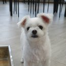 더 퍼피즈 블루 오션 쿡 이미지