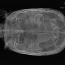 동물병원 All Pets 이미지