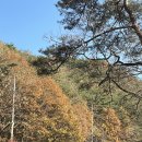 다래골 | 11월 등산 문경 대야산 등산코스(월영대-다래골-밀재-정상-피아골-월영대)