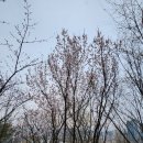 햇님세탁소 | 개나리 명소, 아이와 응봉산으로 개나리 보러가요~