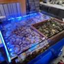 동문장어 이미지