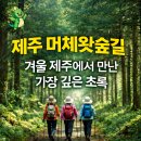 머체왓숲길 | 🌿 제주 머체왓숲길 탐방 후기(한국관광공사 선정 꼭 가봐야 할 100곳, ‘머체왓숲’ 직접 걸어보니,이유...