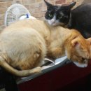 와룡 다이어트 복싱 이미지