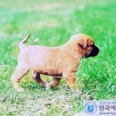 반려견 패션 전문가 양성과정 네이버블로그