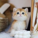 청담고양이 이미지