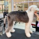 그루밍공화국 이미지