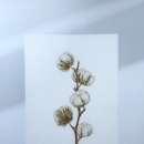 보타니컬아트(식물세밀화) | 분당 판교 서판교 운중동 취미미술 화실 | 앝짙 아트 스튜디오 _ 식물 세밀화 보태니컬아트