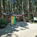 67 | 5월 보성 녹차밭 대한다원. 당일치기 전남 여행