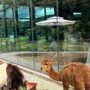 삼동로 | 울산 아이랑 실내 가볼만한곳 와글와글 동물원 카페디오디 다녀온 후기