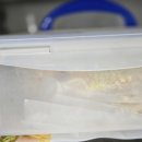 도도블리 이미지