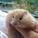 뽑기구멍가게 이미지