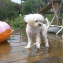 그랑샤리오 이미지