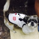 도그컴퍼니 이미지