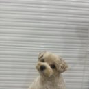 엘린퍼피 이미지