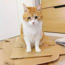 고양이나라 이미지