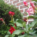 만데빌라 민박집 이미지