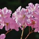 가행나무 이미지