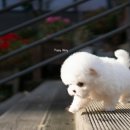 빵실이네 이미지