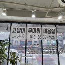 🐱 [고양이 미용] 꽃길걷는 고양이 방문 후기