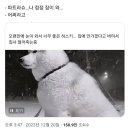 파트라슈 이미지