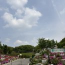 탕정면 삼성로 | 숲속에 정원 같은 카페 구루미(아산 탕정면)
