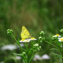 노랑나비 이미지