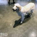 DaDogDaDog 애견카페 이미지