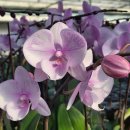 창호농장 이미지