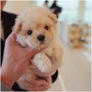 대구강아지분양 퍼피얌 이미지