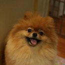 꼬미