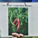 [오감]고추가 빨개졌대요.~🌶 이미지