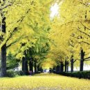 은행나무길 이미지