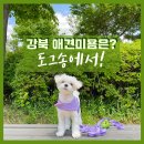 송도그 이미지