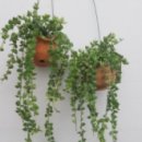 썬라인즈 이미지