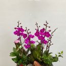 기버플라워