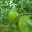 금순농장 이미지