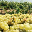 비오니에(Viognier)