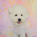 아이러브도그 이미지