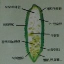 식물명 : 여주/생학명 : 고과(苦瓜) 이미지