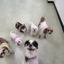 도란유치원 | 목동 애견유치원 찾다가 정착한 곳 🐶강서구 애견유치원 추천 도란독 후기