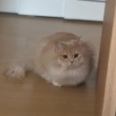 고양이미용 캣어스 | 김해 고양이 무마취 미용 잘하는 곳 &lt;프린세스캣&gt; 후기