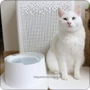 야로동물병원 | 프로젝트21 태평양수반 쓰고 좋아서 하나 더 장만한 고양이 물그릇