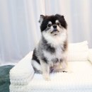 펫봉봉 | 네이버 펫 바우처 혜택 받고 구매한 울리 강아지침대 후기