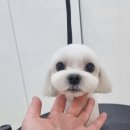 그루밍리본 이미지