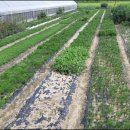 솔향기마을 이미지