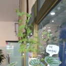 페페로미아 이미지