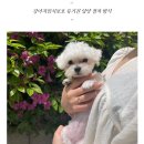 도그마루 강아지고양이 안양점 이미지