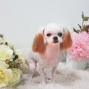 아토 강아지 미용실 이미지